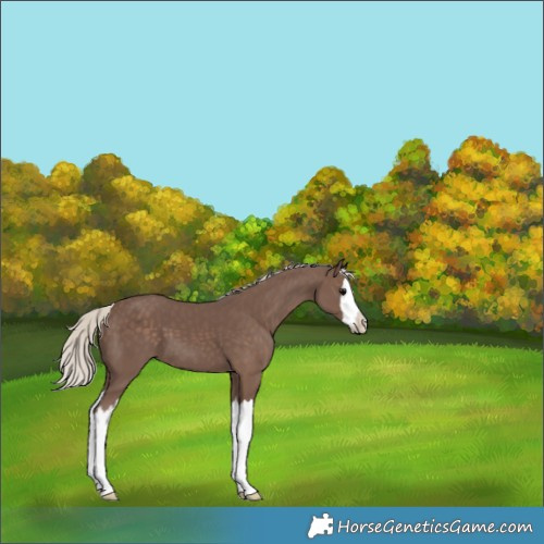 Horse Color:Silver Black Splash 