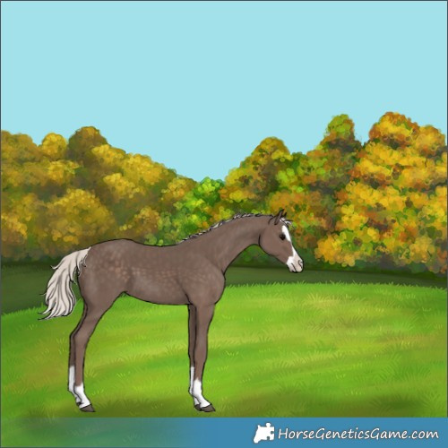 Horse Color:Silver Black Splash 