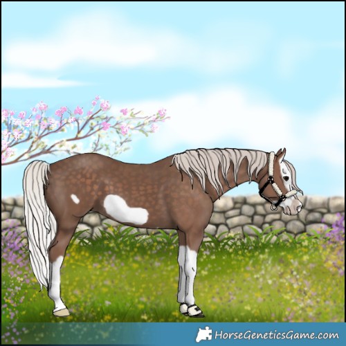 Horse Color:Silver Black Splash Frame