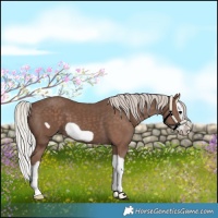 Horse Color:Silver Black Splash Frame