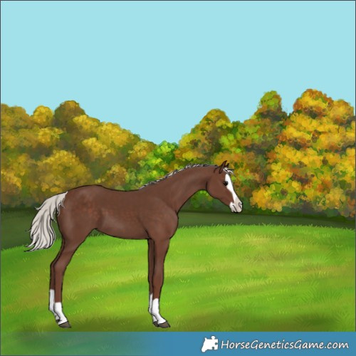 Horse Color:Silver Black Splash 