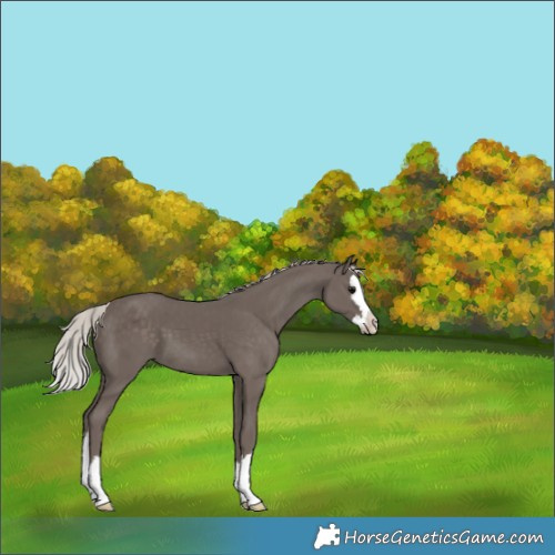 Horse Color:Silver Black Splash 
