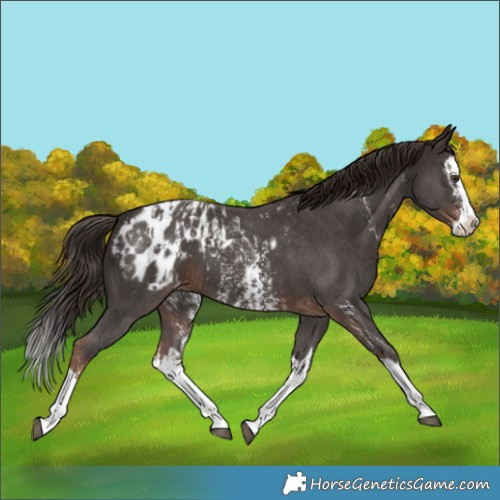 Horse Color:Liver Chestnut Sabino Splash Blanket  and Liver Chestnut Sabino Splash Blanket 
