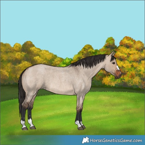 Horse Color:Brown Roan Dun 