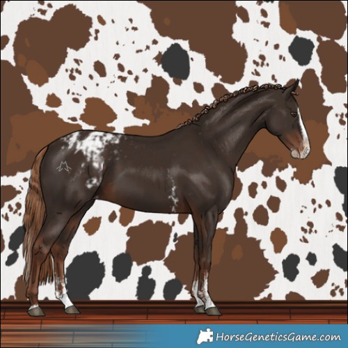 Horse Color:Liver Chestnut Sabino Splash Varnish  and Liver Chestnut Sabino Splash Varnish 