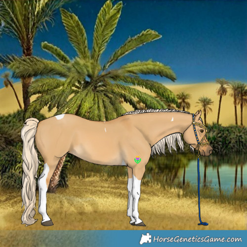 Horse Color:Palomino Dun Tobiano 