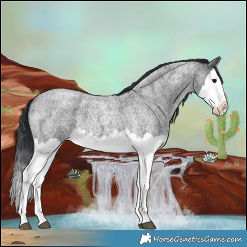 Horse Color:Blue Roan Splash 