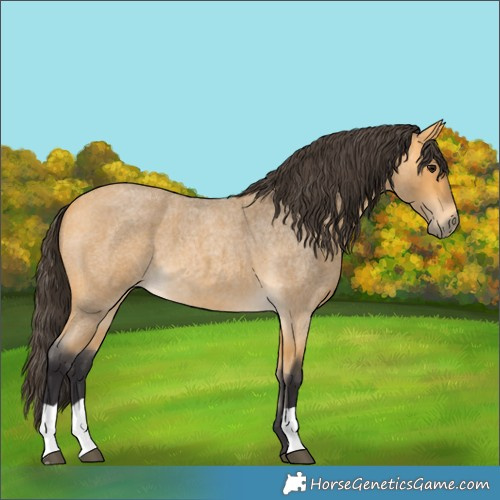Horse Color:Buckskin Roan 
