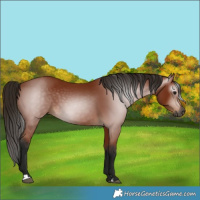 Horse Color:Gray Bay