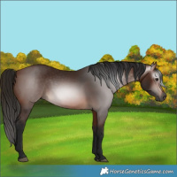 Horse Color:Gray Bay