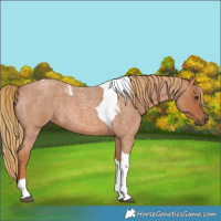 Horse Color:Red Roan Tobiano 