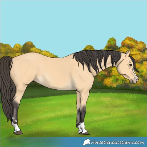 Horse Color:Buckskin 