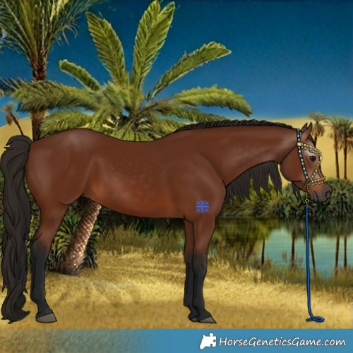 Horse Color:Gray Bay 
