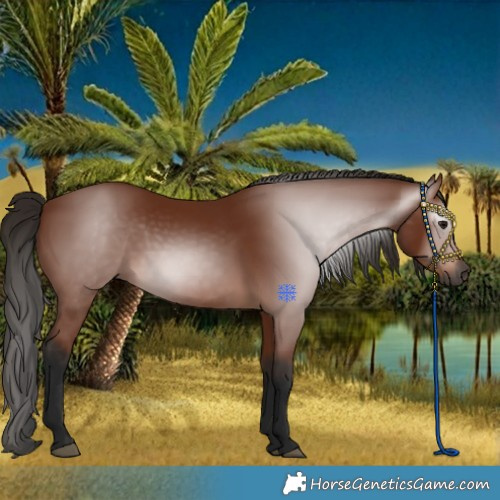 Horse Color:Gray Bay 