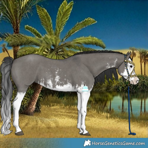 Horse Color:Unknown 