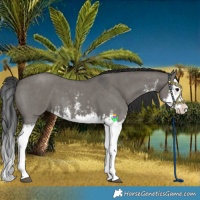 Horse Color:Grullo Sabino Splash and Grullo Sabino Splash
