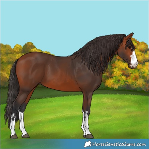 Horse Color:Bay 