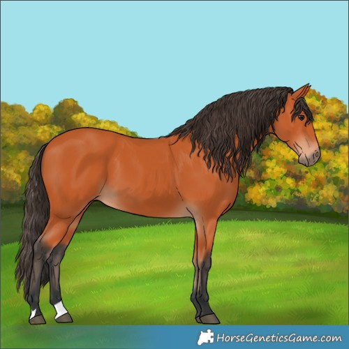 Horse Color:Bay 