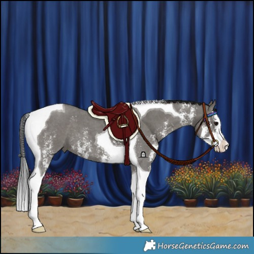Horse Color:Grullo Sabino Splash Tobiano
