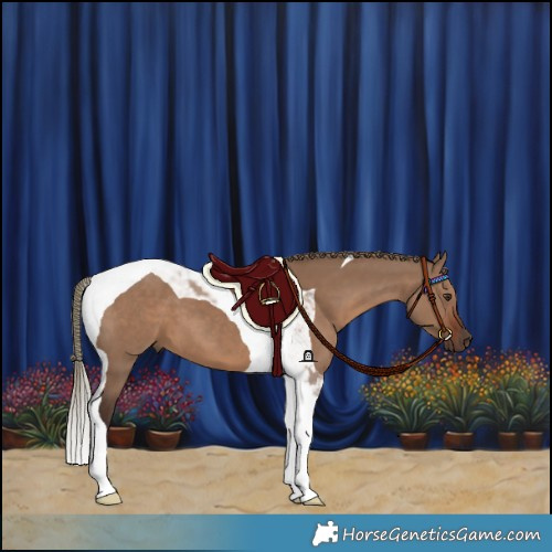 Horse Color:Liver Red Dun Tobiano