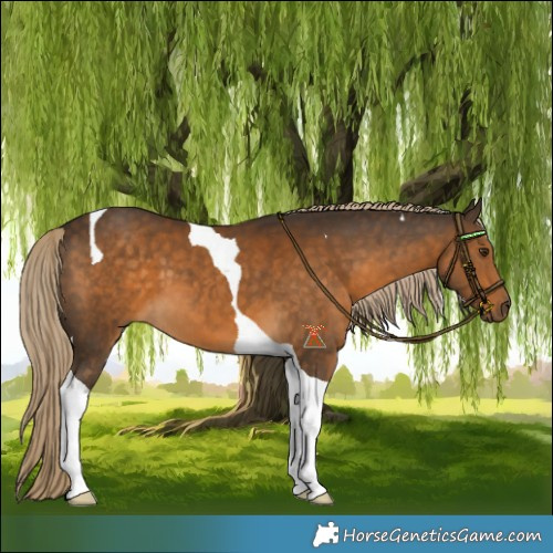 Horse Color:Chocolate Palomino Tobiano