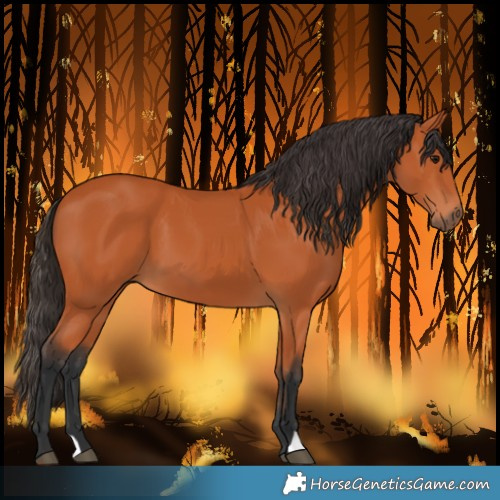 Horse Color:Bay 