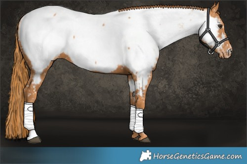 Horse Color:Chestnut Near Fewspot 