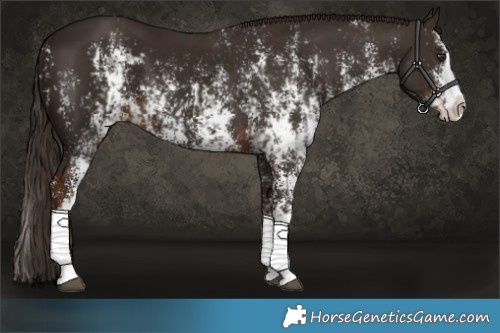 Horse Color:Liver Chestnut Sabino Splash Varnish  and Liver Chestnut Sabino Splash Varnish 