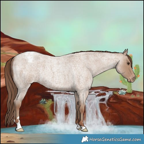 Horse Color:Classic Champagne Roan Varnish Rabicano 