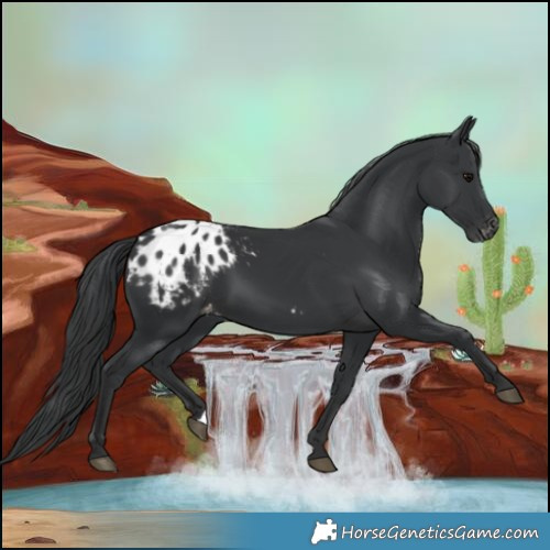 Horse Color:Black Blanket 