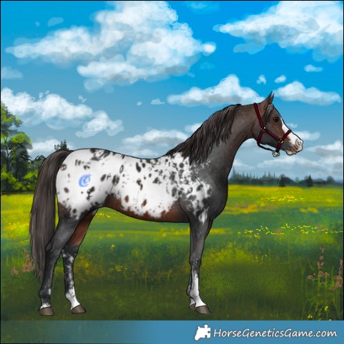 Horse Color:Brown Sabino Splash Appaloosa  and Brown Sabino Splash Appaloosa 