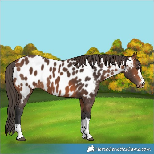 Horse Color:Bay Appaloosa