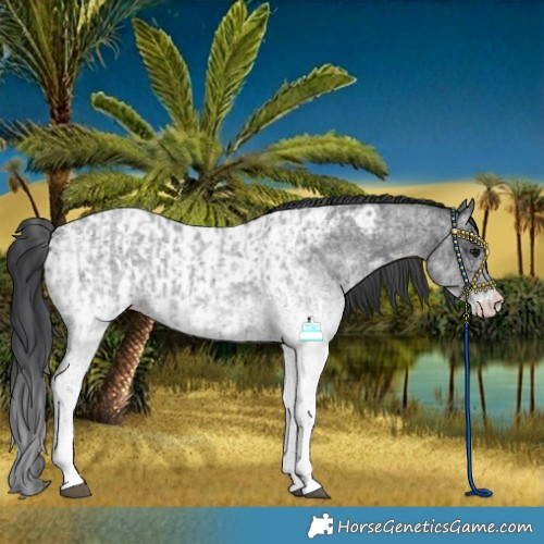 Horse Color:White Spotted Blue Roan Rabicano  and White Spotted Blue Roan Near Leopard Rabicano 