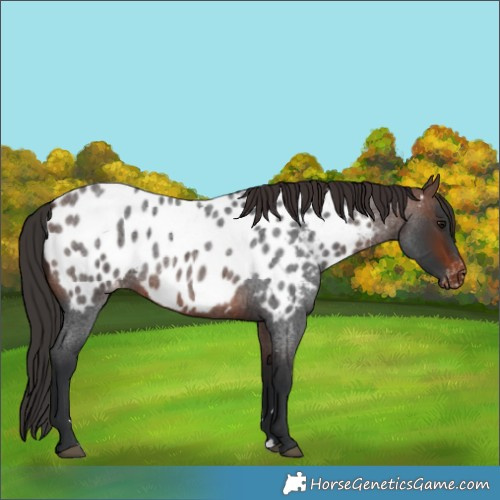 Horse Color:Brown Roan Near Leopard 
