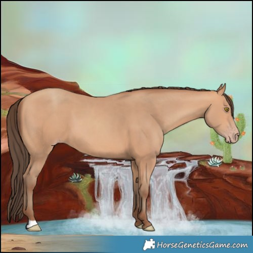 Horse Color:Amber Champagne