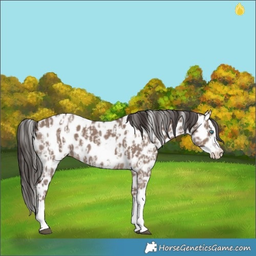 Horse Color:Liver Red Dun Sabino Splash Near Leopard and Liver Red Dun Sabino Splash Near Leopard