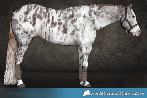 Horse Color:Liver Chestnut Sabino Splash Near Leopard and White Spotted Liver Chestnut Splash Near Leopard