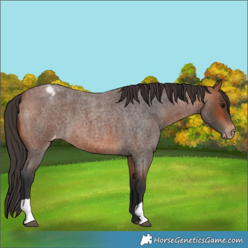 Horse Color:Bay Roan Varnish