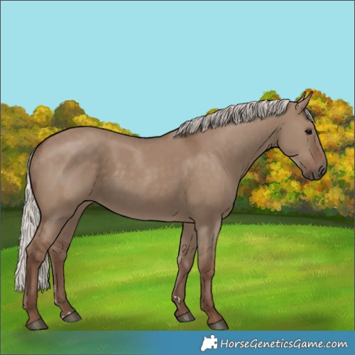 Horse Color:Silver Grullo 