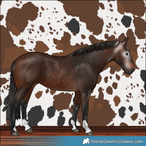 Horse Color:Gray Bay