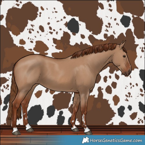 Horse Color:Red Dun