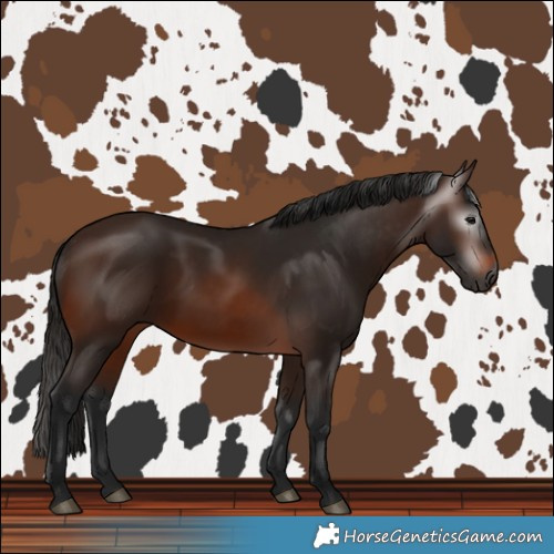 Horse Color:Gray Bay 