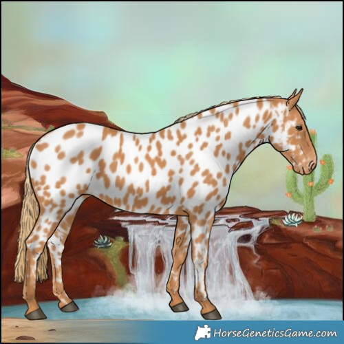Horse Color:Chestnut Near Leopard