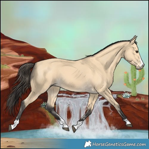 Horse Color:Buckskin 
