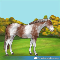 Horse Color:White Spotted Chestnut