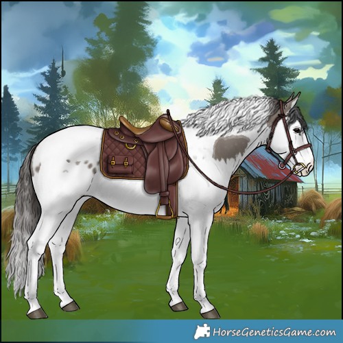 Horse Color:Grullo Splash Tobiano Blanket