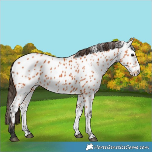 Horse Color:Bay Near Leopard