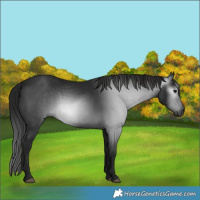 Horse Color:Gray Smoky Black 