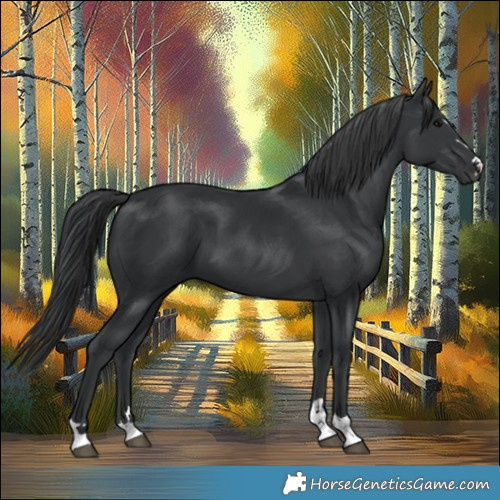 Horse Color:Black 