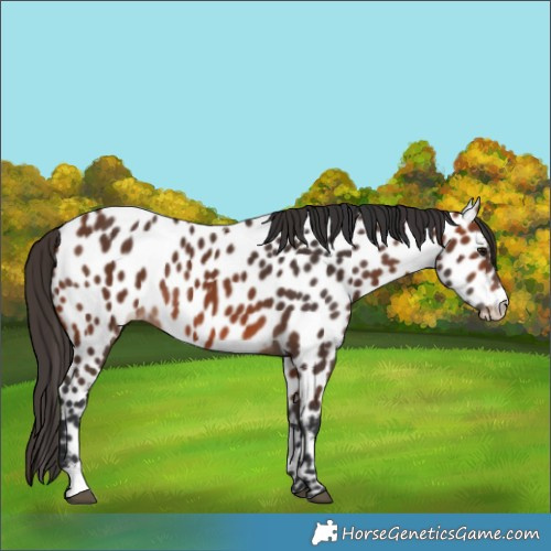 Horse Color:Bay Near Leopard 